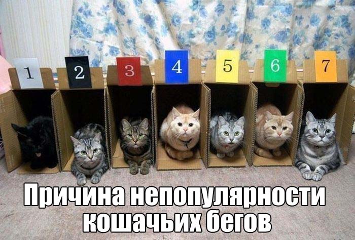 Кошачьи бега