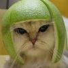 старший некастрированный кот