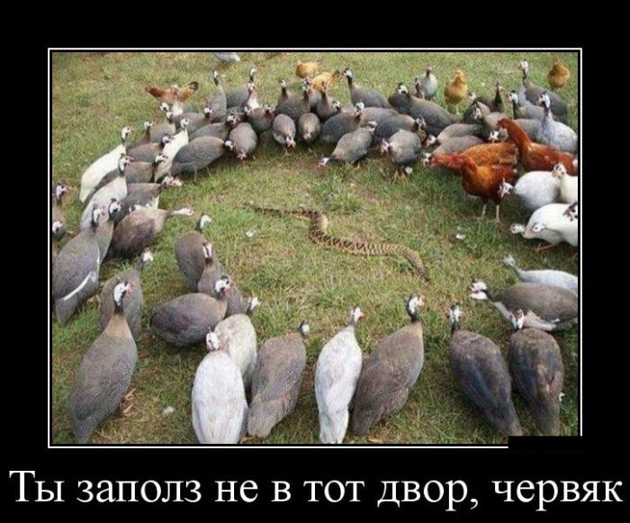 Червяк
