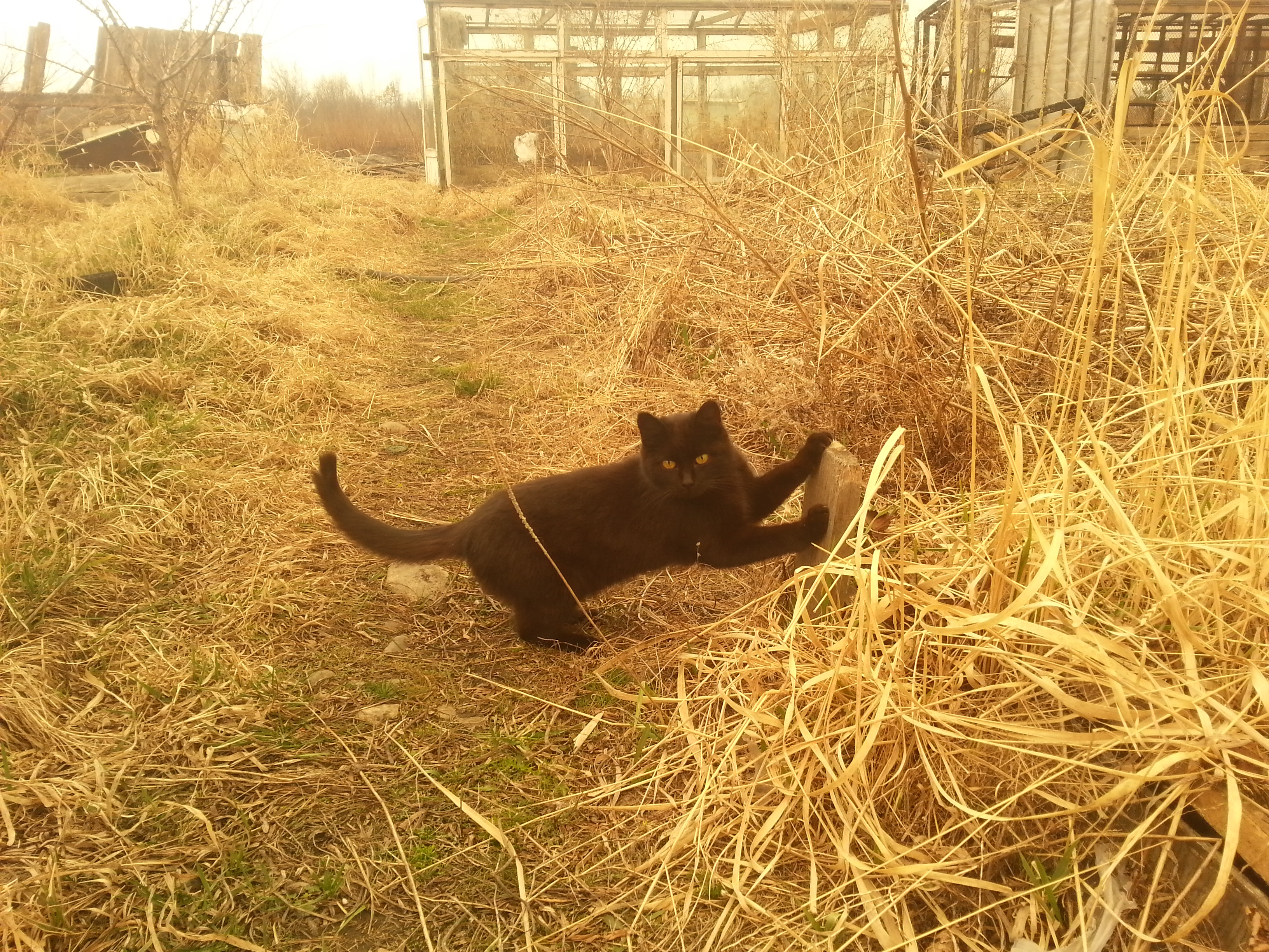 дачный проказник 