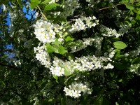 Настоящая черёмуха