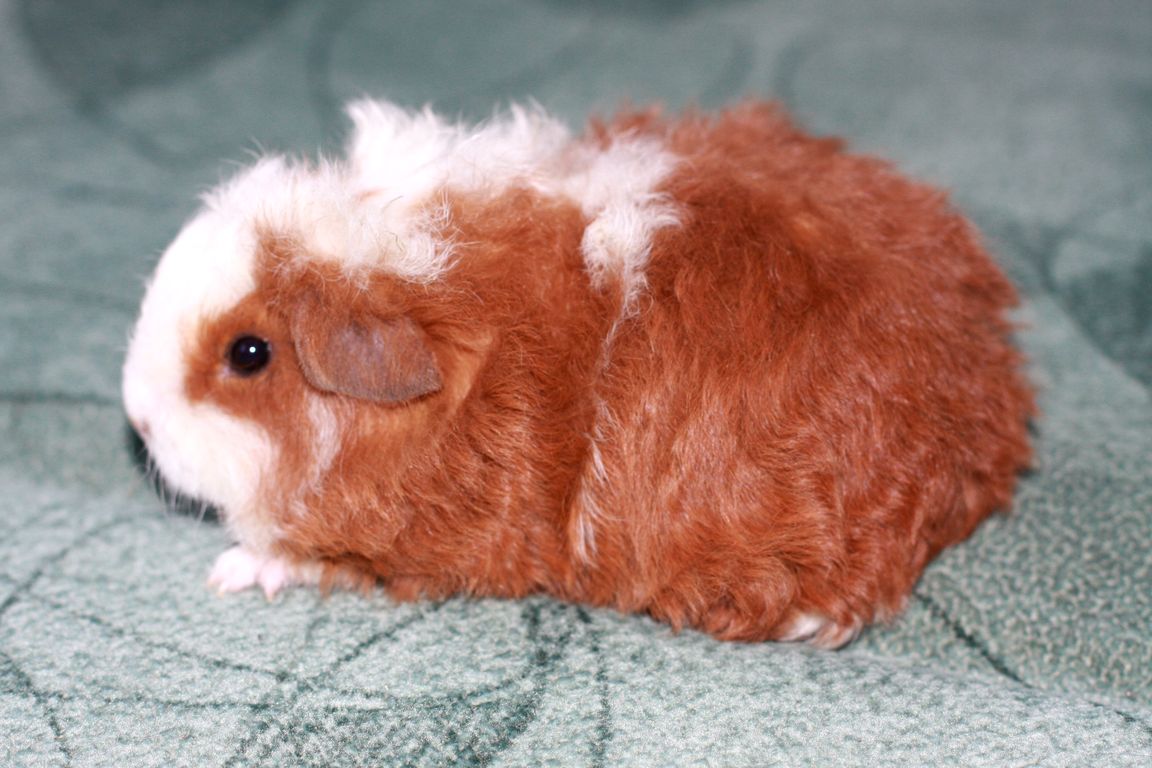 Чудненький