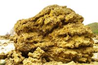 живой коралл - дом для многих моррских обитателей