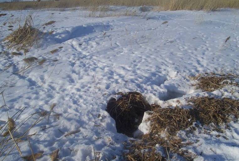 Хаткование ондатров возле Еловки