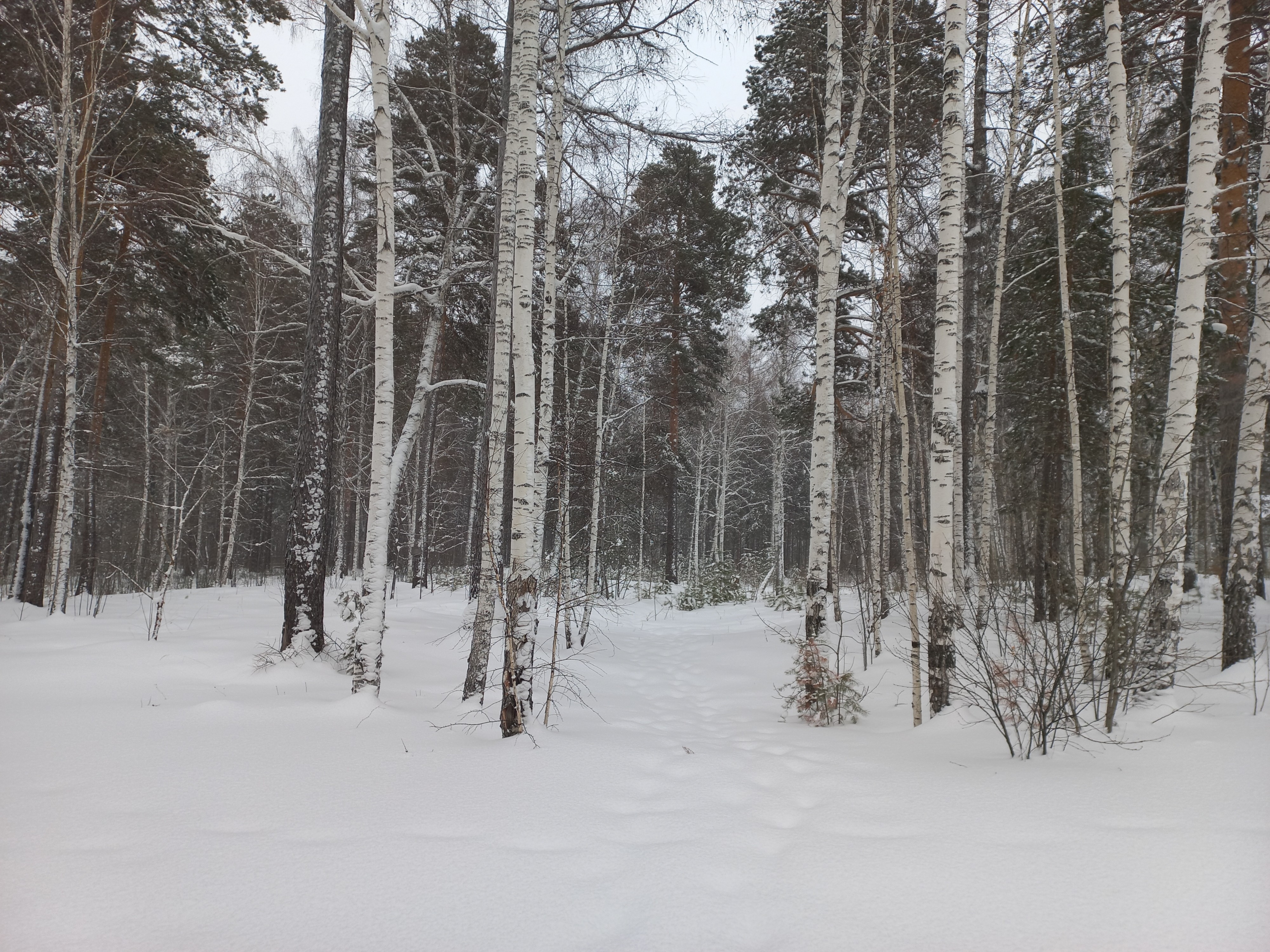 Снег