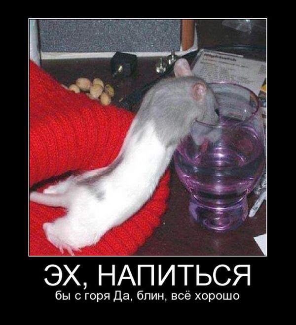 Эх напиться...