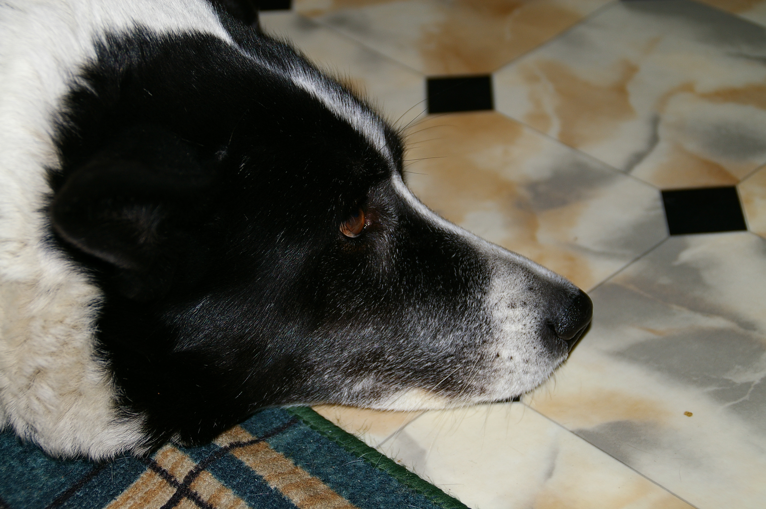 носик мой черно-белый