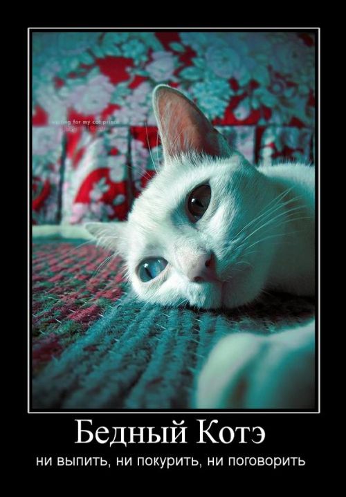Бедный котэ