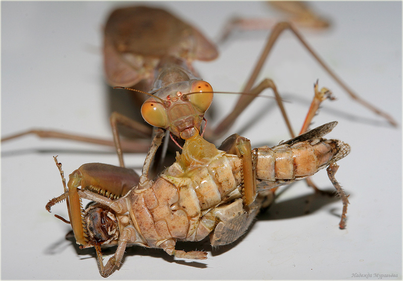 богомольный послесекас))))