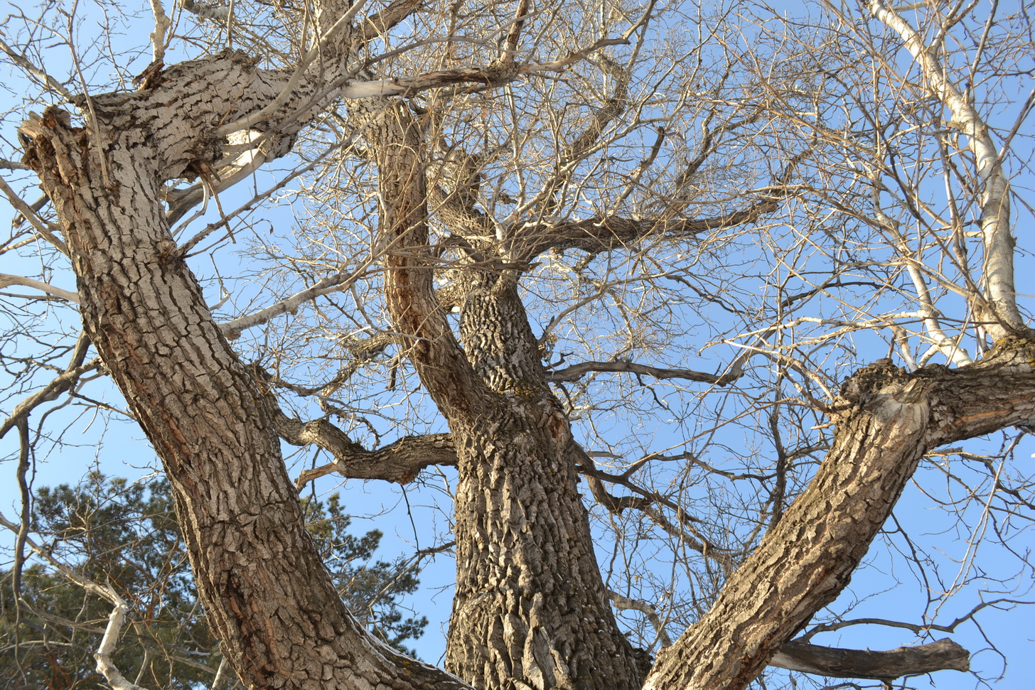 Деревянная прогулка))))))