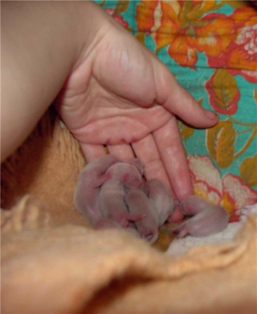 Взято с яндекс рисунки