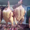 Куры .