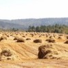 Бюджетную поддержку сельхозтоваропроизводителей Ангарского района в 2015 году планируется увеличить в четыре раза