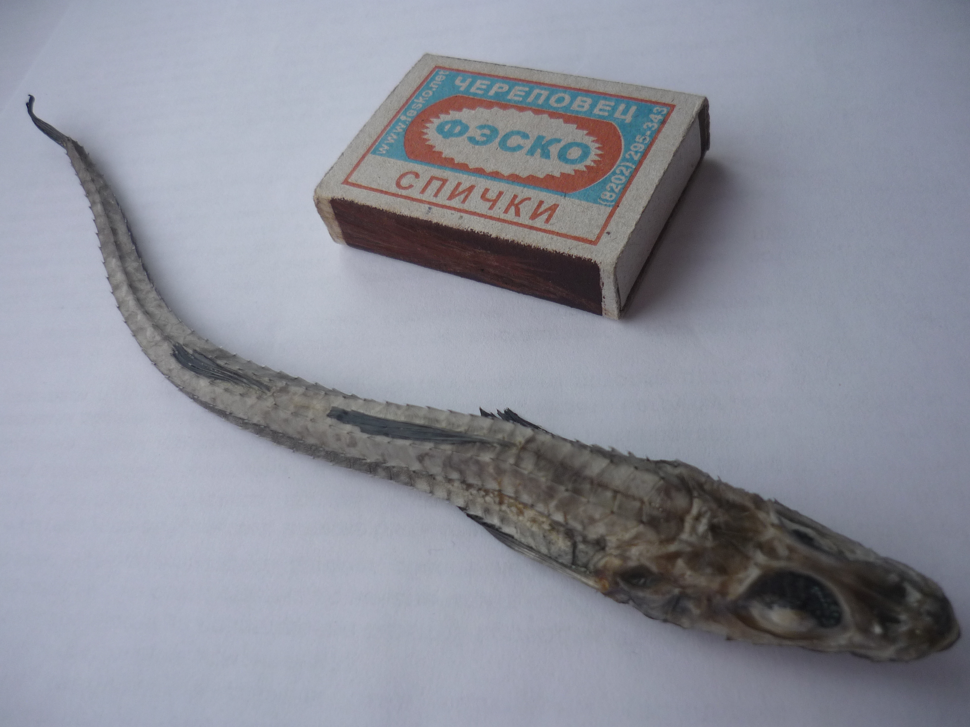 рыба из купленного кальмара