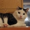 Кошкин дом Кошкин дом