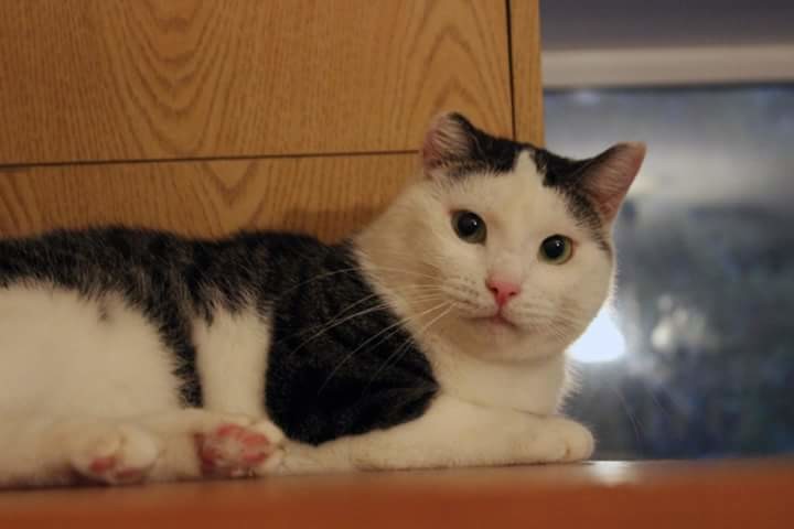 Кошкин дом Кошкин дом