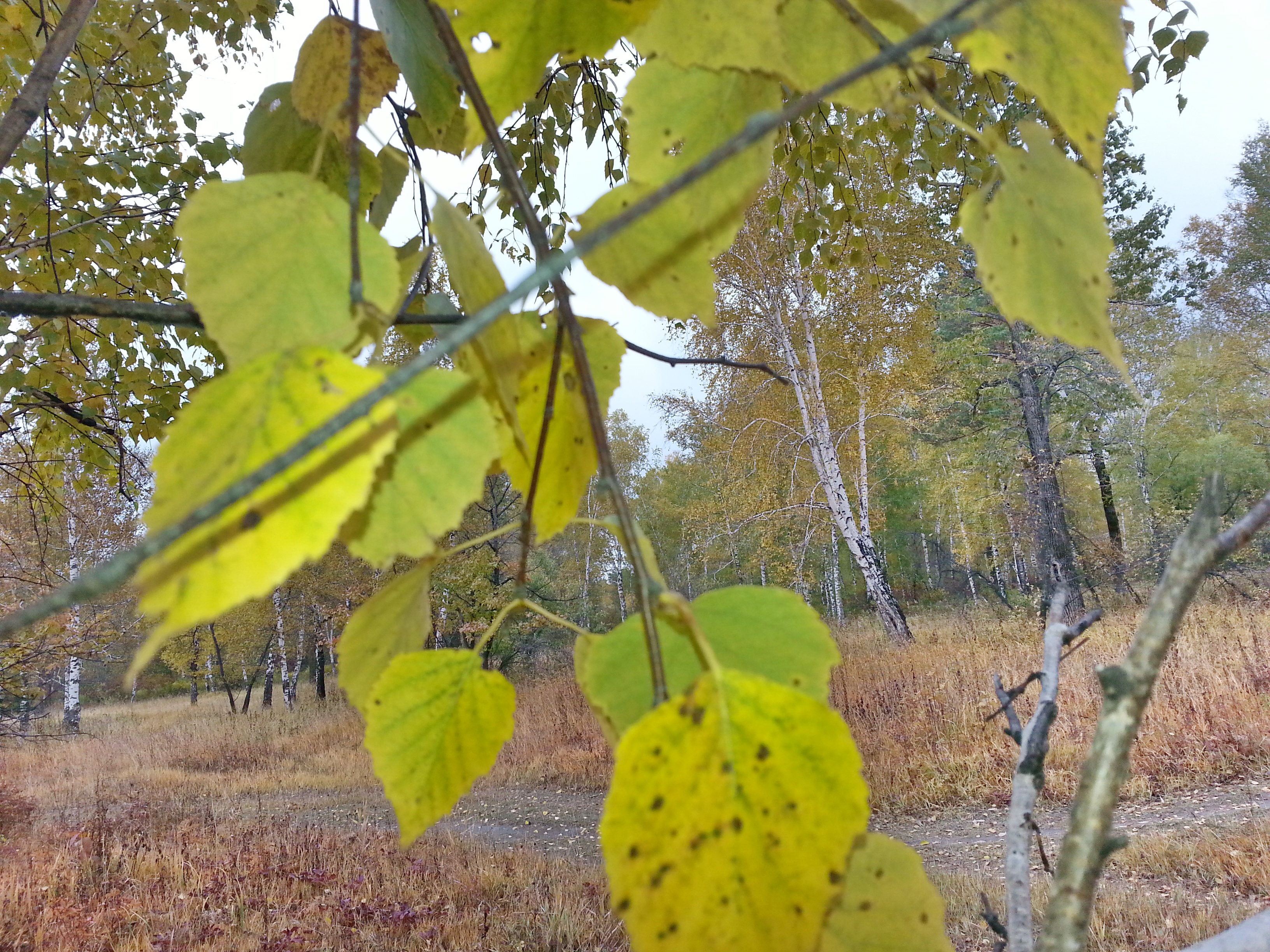 васкресная прагулка)))))) листья))))
