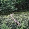 Старый пруд в графском парке