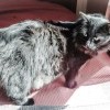 кот Бэтмен