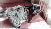 кот Бэтмен