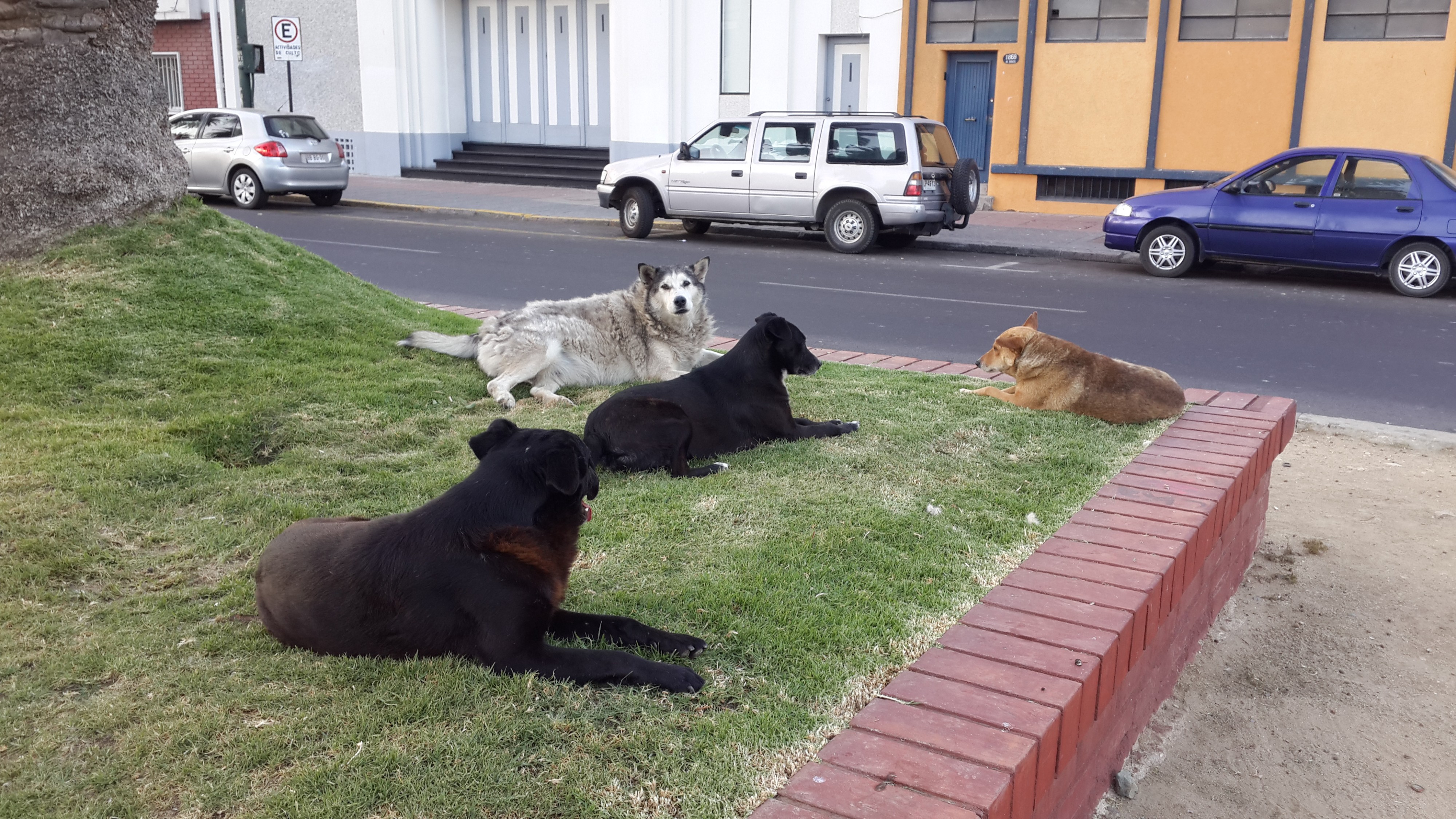 бродячие добрые собаки