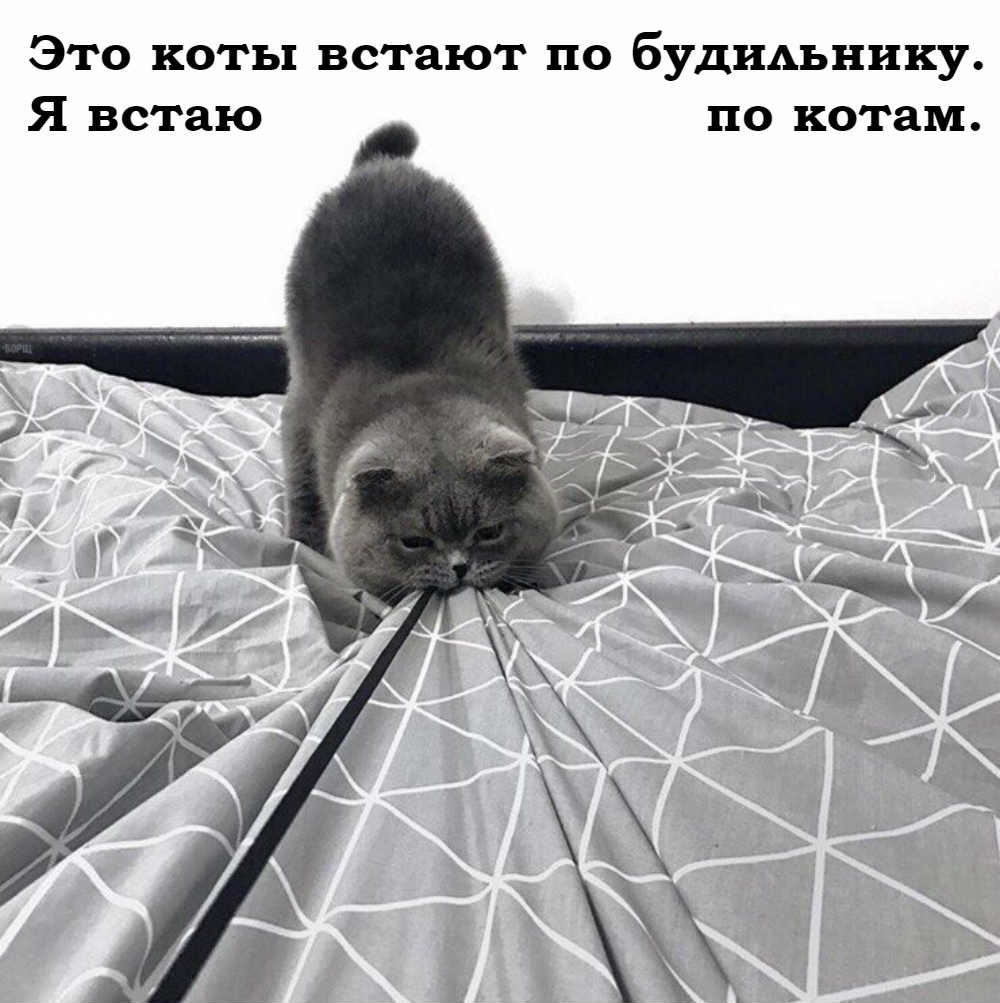 Коты