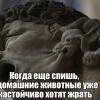 Домашние животные