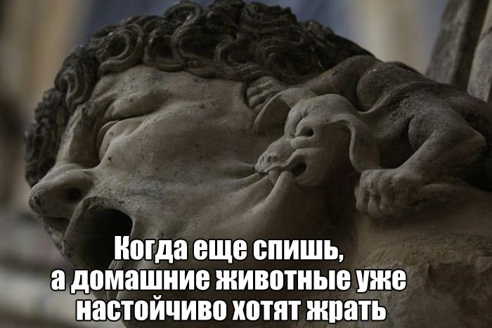 Домашние животные