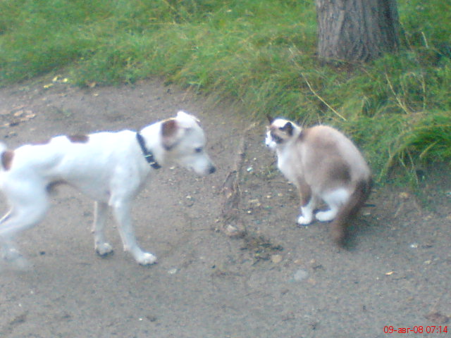 Вот так встреча... Белые и пушистые?