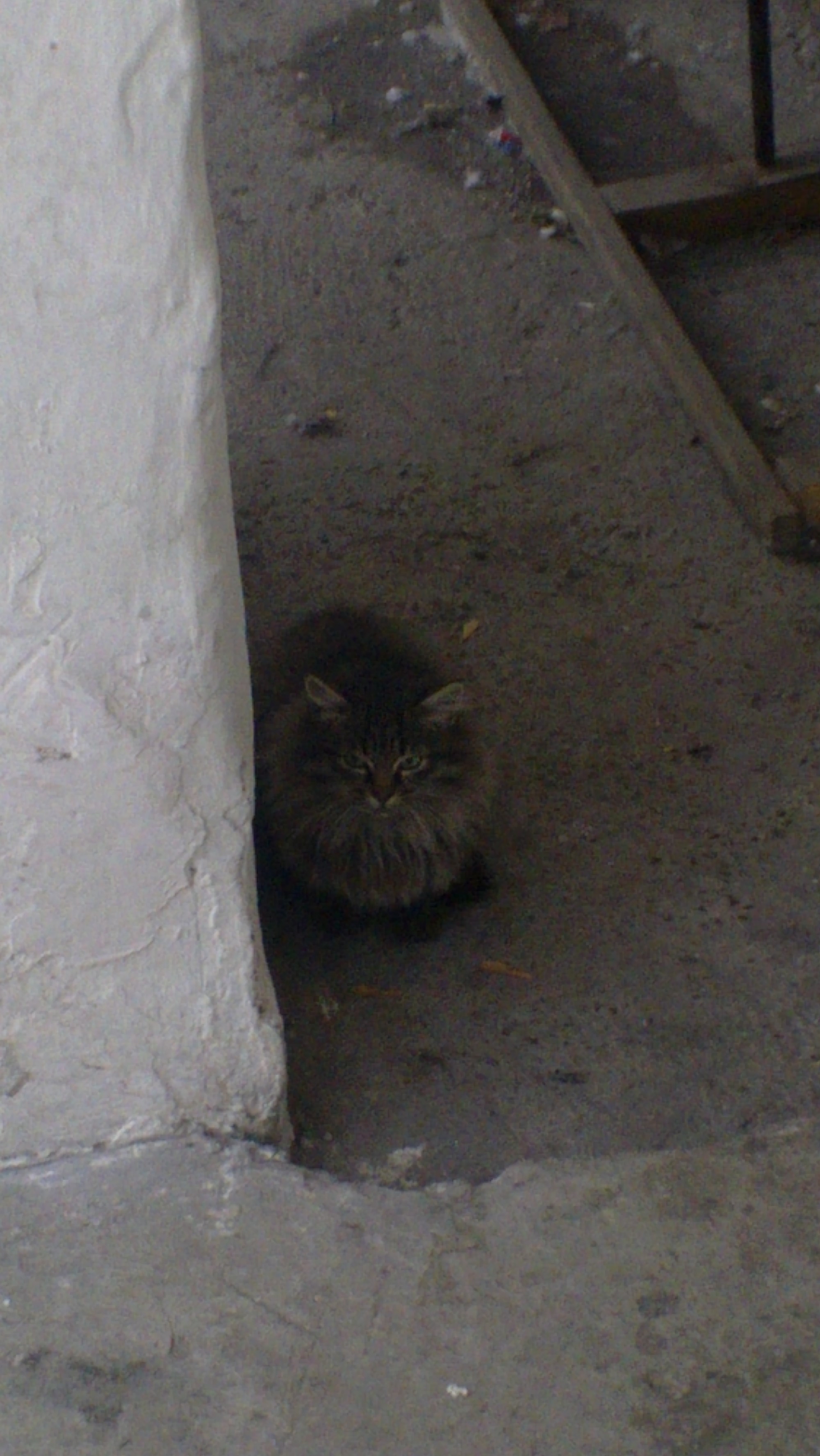 Котята4