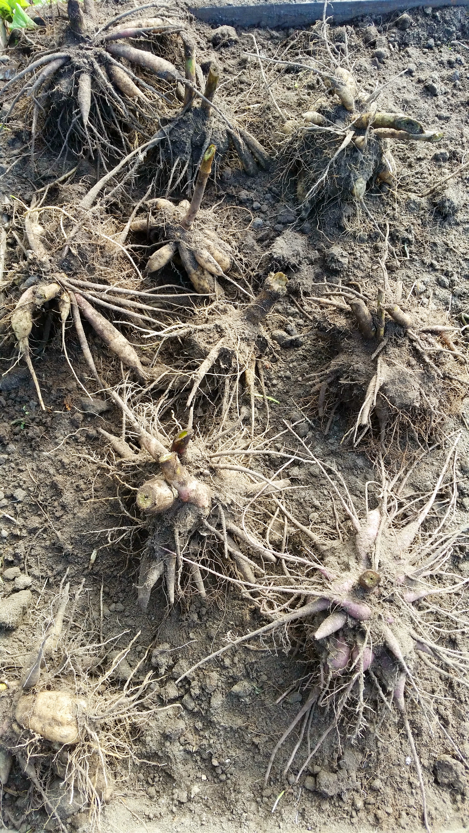 патмушта георгин)))))))