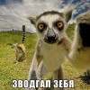 зфодгал зибя))))) зфодгал зибя)))))