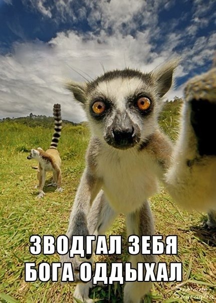 зфодгал зибя)))))