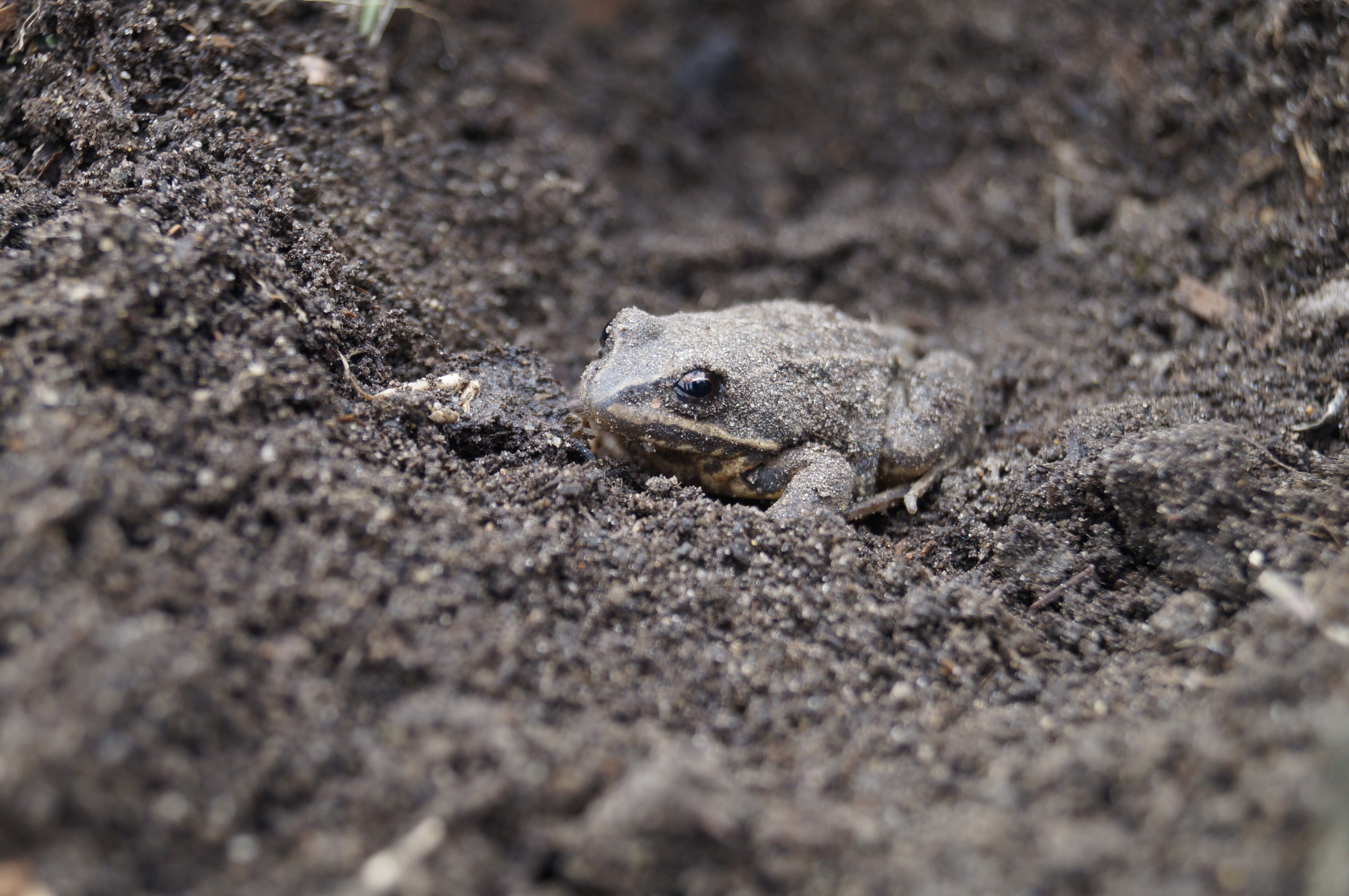 перезимовавшая лягуха-чесночница