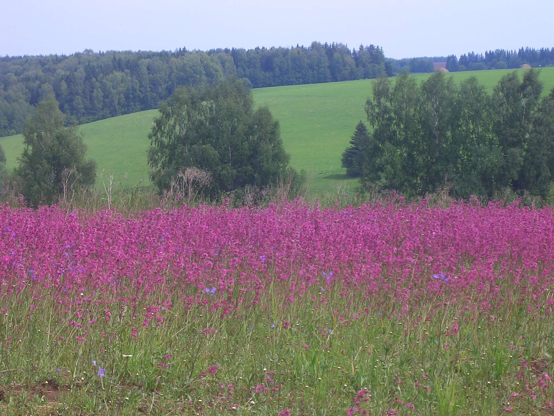 Просто лето, просто красиво!...
