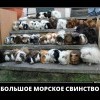 Свинство