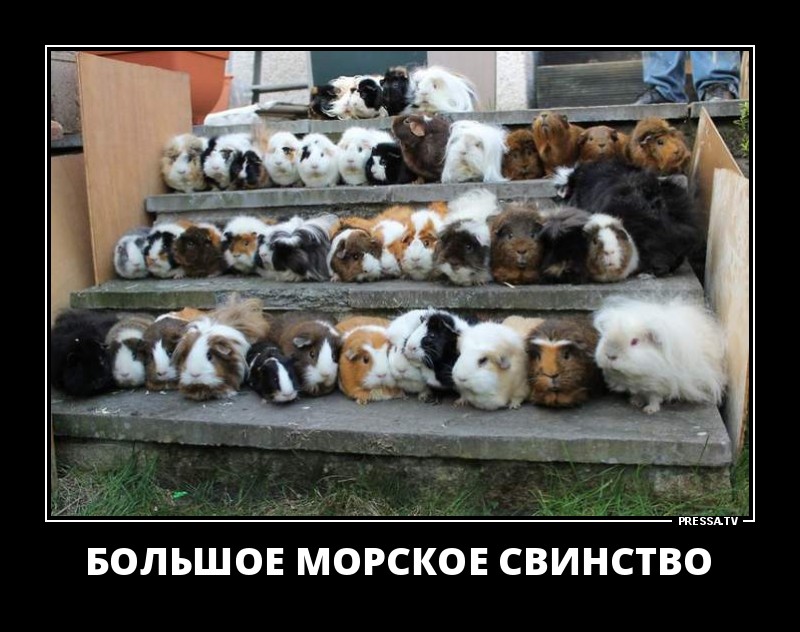 Свинство
