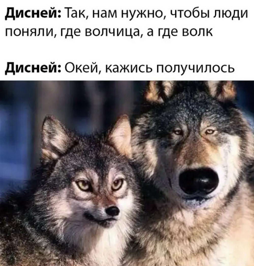 Волчица