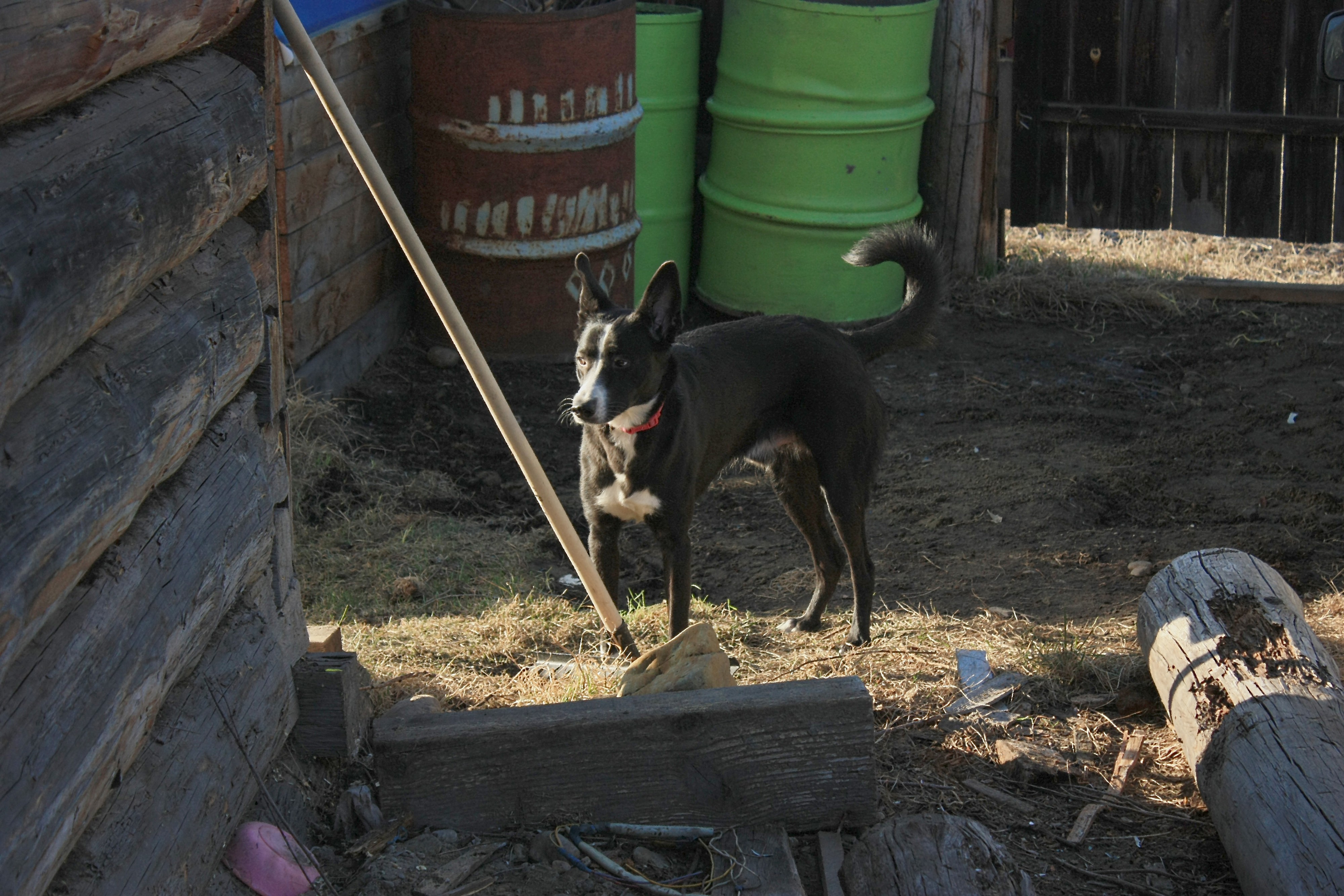 Пёс Бониацин 