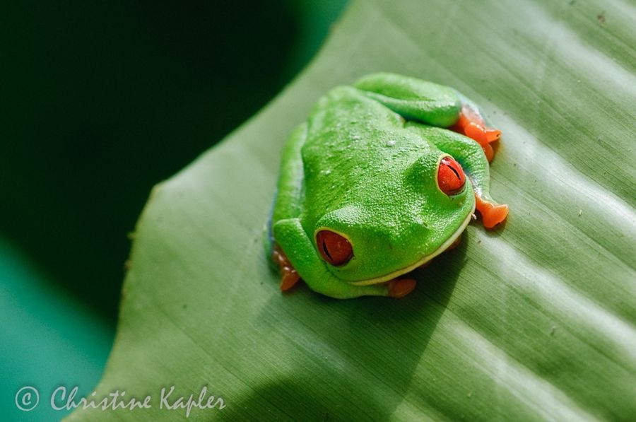 Ща каг я тя задушу!!!!