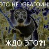 ждо едо? езли не узбагоин))))))