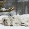 зимний сон6 зимний сон6