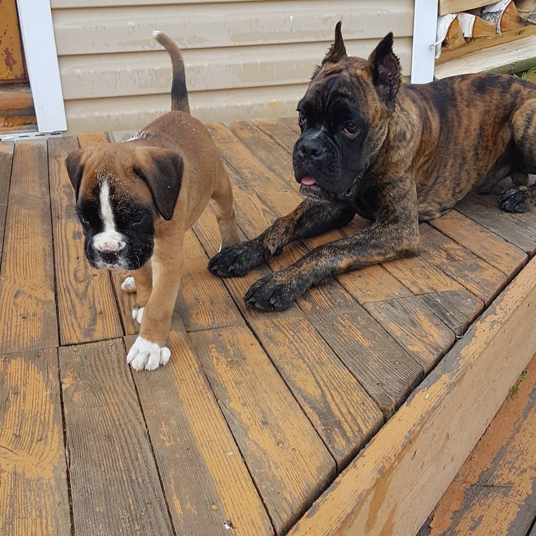 Чешка и ....не знаем как назвать)