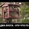 Два Енота