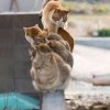 Котэ Котэ