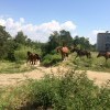 Лошадки в 95м квартале 