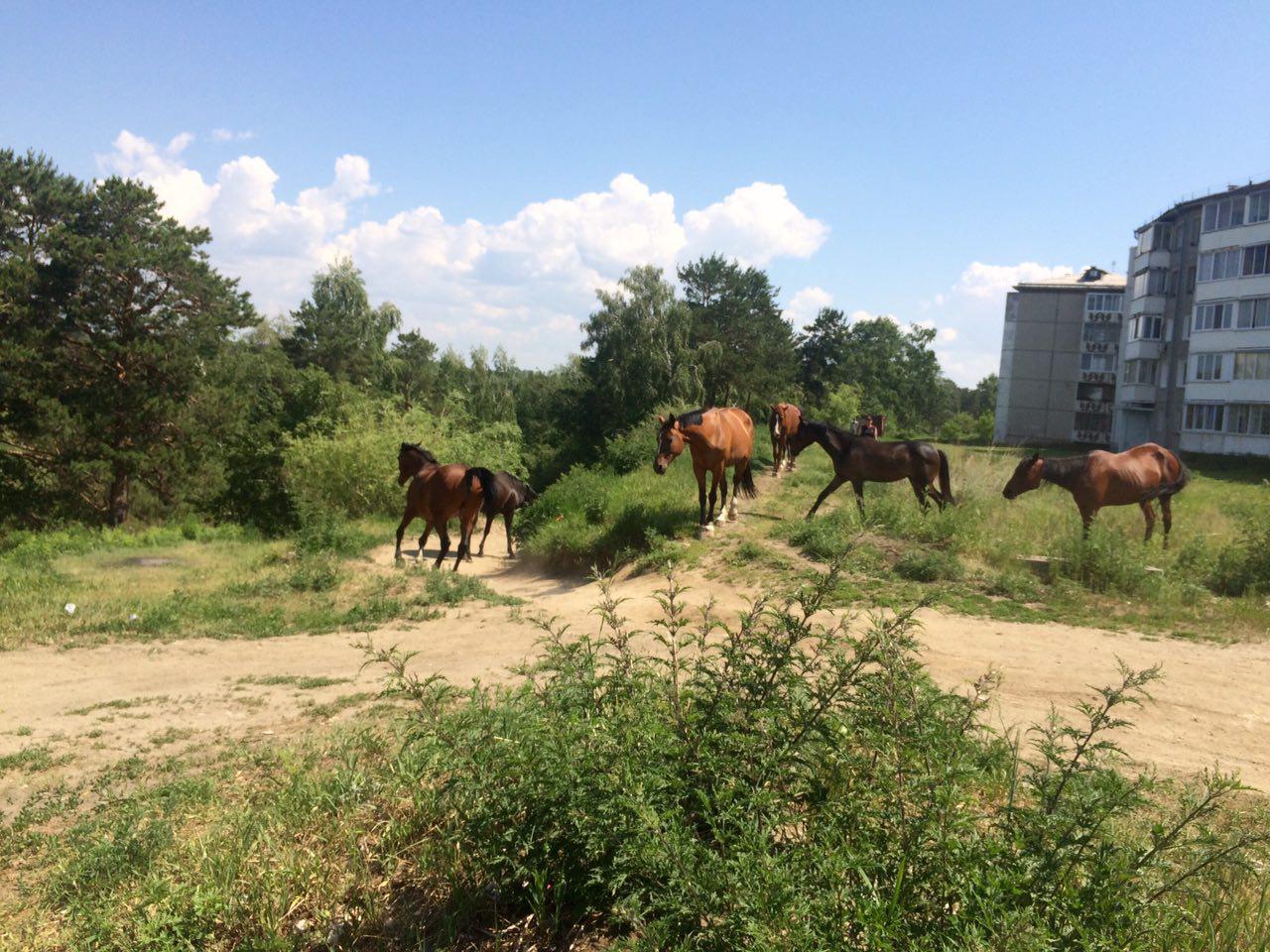 Лошадки в 95м квартале 