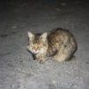 прикинулся камушком