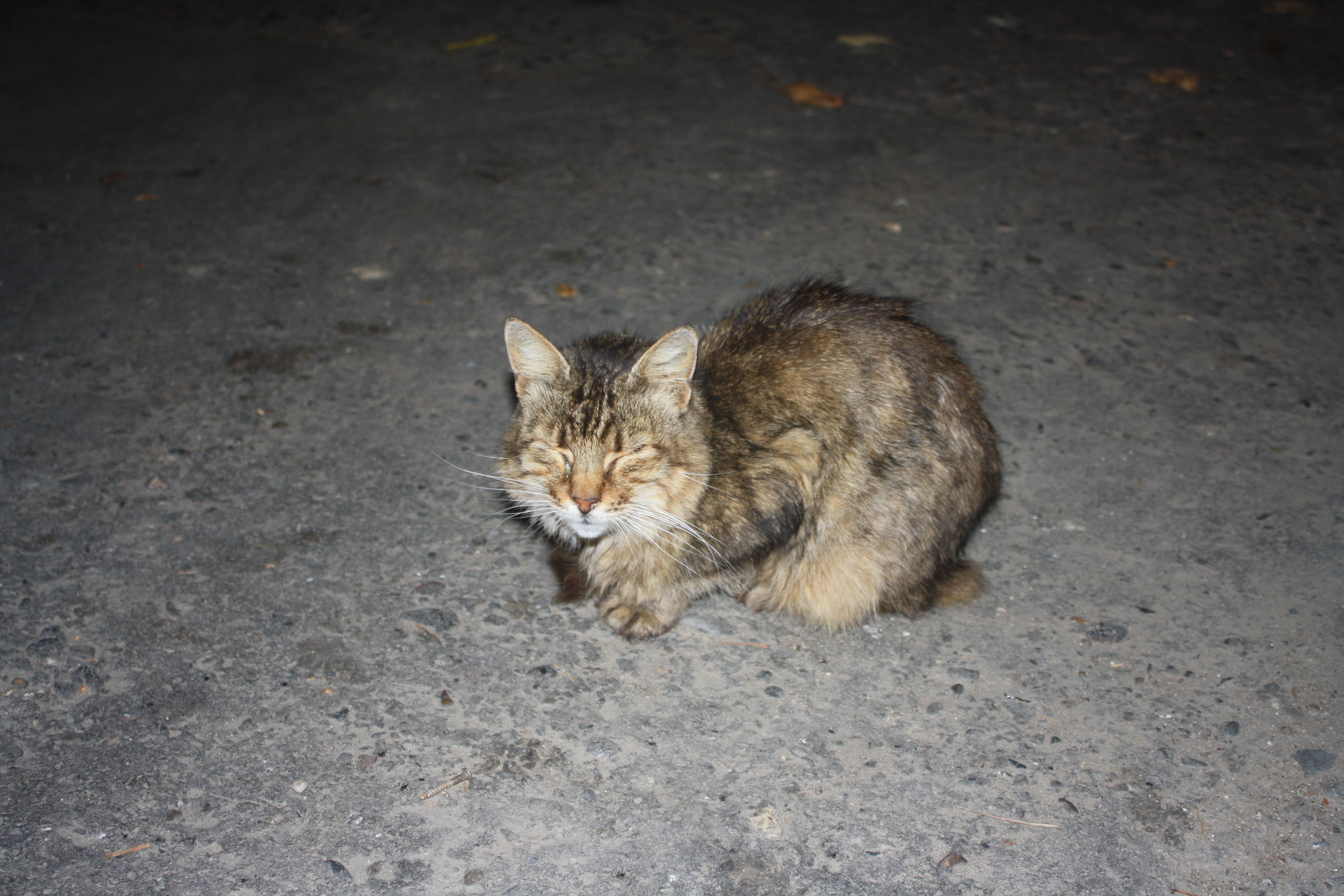 прикинулся камушком