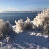 Просто травинки во льду Просто травинки во льду